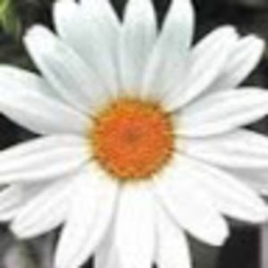 Meet your Posher, Brenna